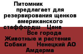 Питомник KURAT GRAD предлагает для резервирования щенков американского стаффордш › Цена ­ 25 000 - Все города Животные и растения » Собаки   . Ненецкий АО,Амдерма пгт